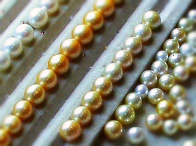 ssp pearls